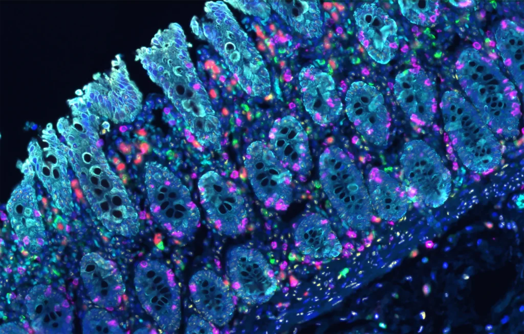 Stains and Reagents